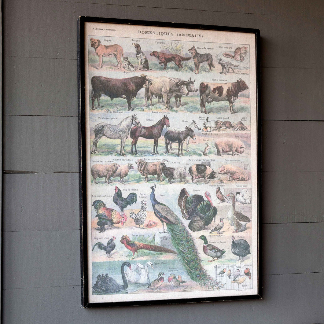 Domestic Animal Canvas Framed Print