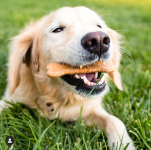 Etta Says! Cheddar And Bacon Cruncher, 1oz | Crunchy Bone Cookie Dog Treats